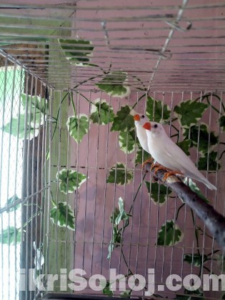 White zebra finch